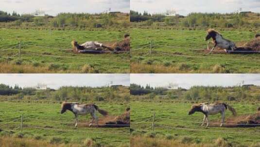 农场里打滚的马匹高清在线视频素材下载