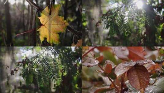 秋季森林黄叶红叶雨水高清在线视频素材下载