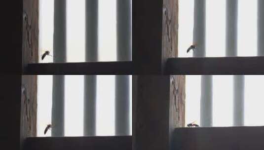 家里窗户上的马蜂屋里黄蜂飞来飞去寻找食物高清在线视频素材下载