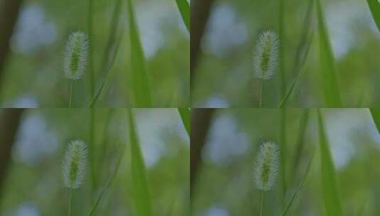 夏日唯美清晰狗尾巴草特写高清在线视频素材下载