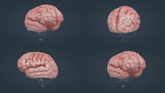 医学人体器官大小脑神经系统脑室三维动画高清在线视频素材下载