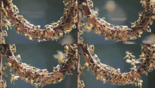 蜂巢的蜜蜂高清在线视频素材下载