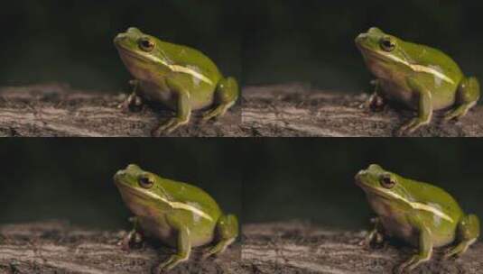 两栖动物青蛙树蛙鸣叫高清在线视频素材下载