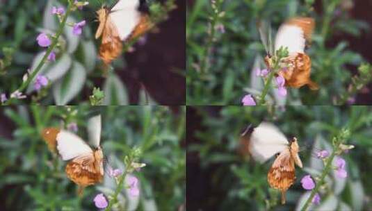 枝头上采蜜的蝴蝶高清在线视频素材下载