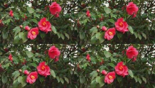 花园中开花的山茶花树高清在线视频素材下载