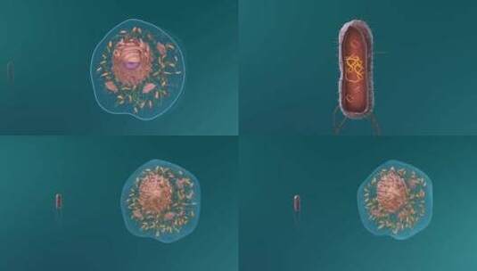 医学微观生物病毒细胞形态医疗三维动画展示高清在线视频素材下载