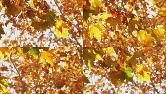 秋季 金色 梧桐树 阳光透过树叶高清在线视频素材下载