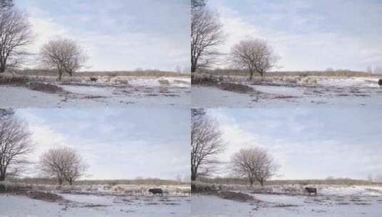 冬季牧民放牧高清在线视频素材下载