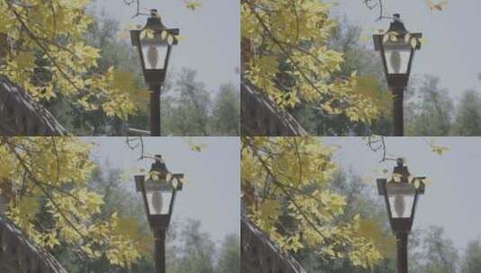 秋天素材 秋天树叶飘落高清在线视频素材下载