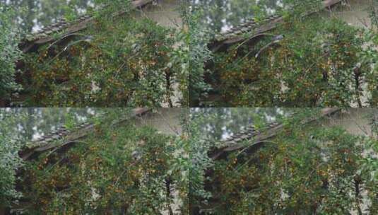 一群长尾巴鸟在金单子树上摘果实高清在线视频素材下载