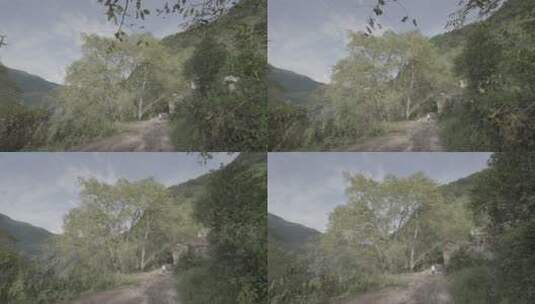 核桃山里核桃树高清在线视频素材下载