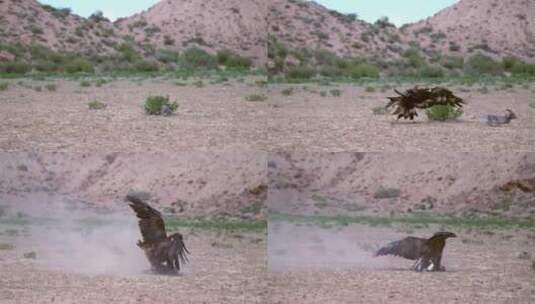 峡谷的金色猎鹰在抓兔子高清在线视频素材下载