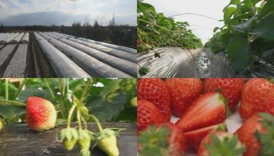 草莓大棚种植基地航拍和棚拍特写高清在线视频素材下载