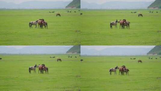 香格里拉纳帕海草原上的马儿高清在线视频素材下载