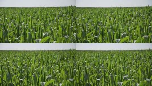 夏天绿色的玉米地高清在线视频素材下载