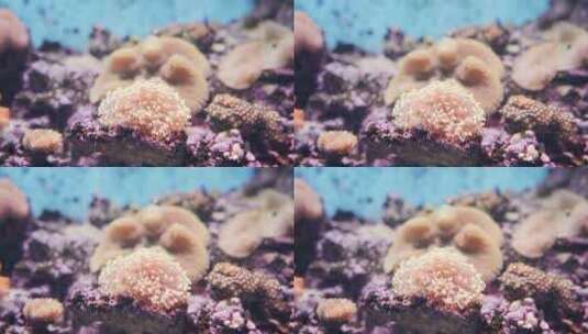 海底珊瑚高清在线视频素材下载