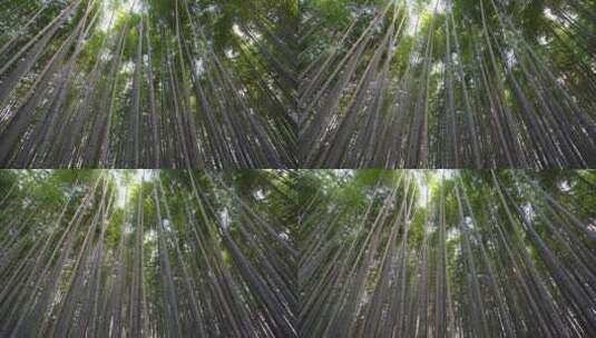 竹子、竹林、唯美高清在线视频素材下载