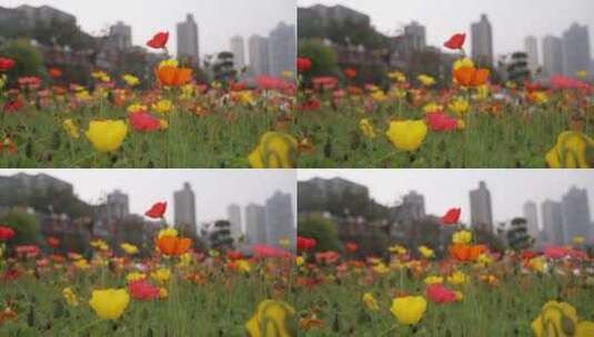 重庆街景高清在线视频素材下载