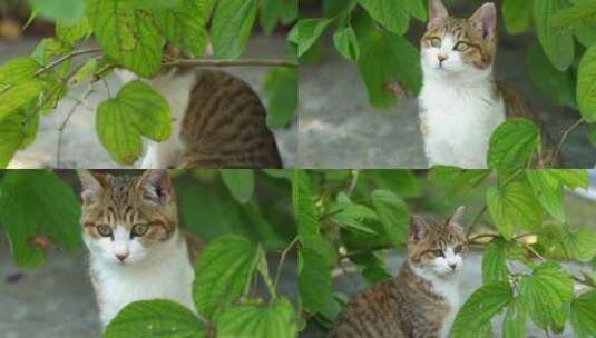 广州天河华南植物园野猫高清在线视频素材下载