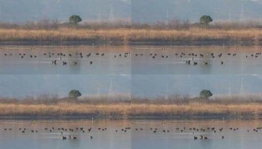 杭州南湖湿地沼泽鸟类候鸟生态空镜高清在线视频素材下载