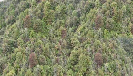 清远连山乡村山顶植被航拍高清在线视频素材下载