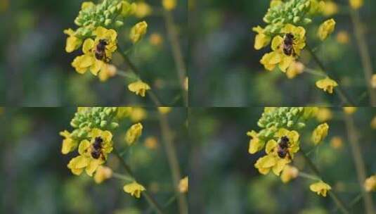 黄色油菜花田与采蜜蜜蜂高清在线视频素材下载