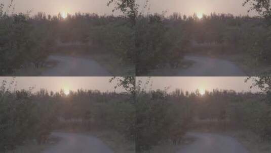 秋天傍晚夕阳余晖果树剪影LOG高清在线视频素材下载