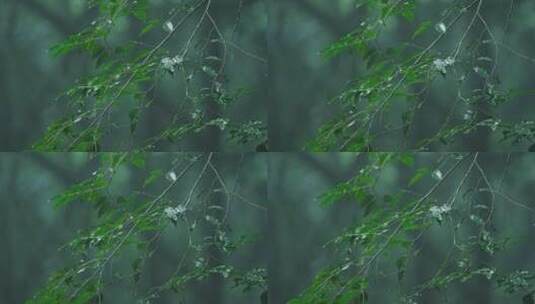 森林雨水下雨雨滴热带雨林高清在线视频素材下载