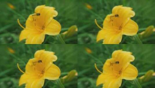 蜜蜂采蜜升格慢镜头花丛花簇自然美花头黄色高清在线视频素材下载