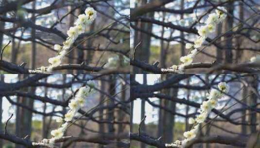 春季白色梅花景观高清在线视频素材下载