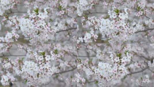 樱花空镜-特写-25高清在线视频素材下载