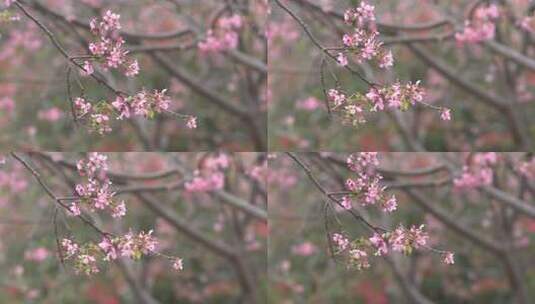 樱花特写高清在线视频素材下载