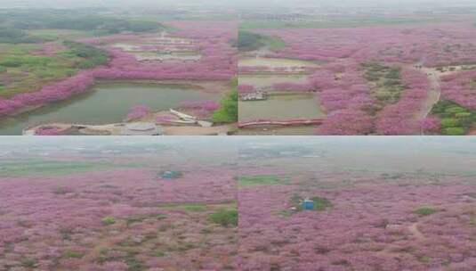 湖南省常宁市百万樱花园1080竖版航拍风光高清在线视频素材下载