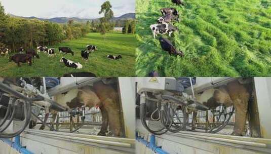 4k牧场草原牛奶高清在线视频素材下载