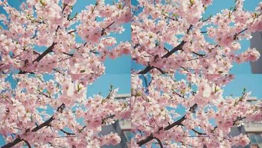 阳光明媚春天桃花盛开高清在线视频素材下载
