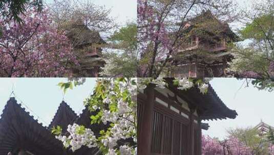 青龙寺遗址樱花特写花海景观风光古建筑6高清在线视频素材下载