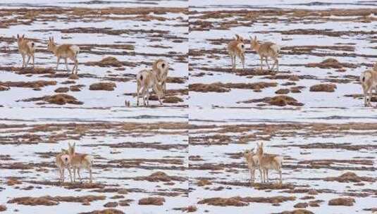 4K高清实拍野生动物藏羚羊高原雪山动物高清在线视频素材下载