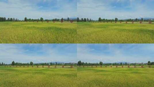 4k江门台山农业标语稻子丰收生产高清在线视频素材下载