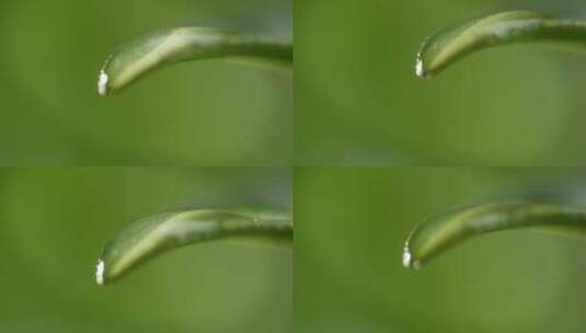 茶叶 茶树 特写 阳光 雨水16高清在线视频素材下载