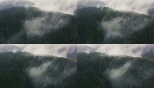 绿色森林清晨雾气林间迷雾飘动树林天然氧吧高清在线视频素材下载