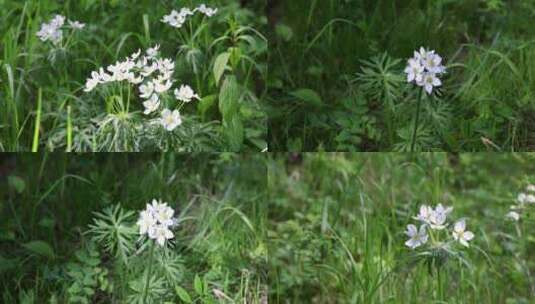 野生药用植物：银莲花高清在线视频素材下载