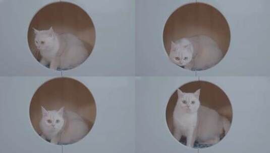 宠物猫白猫高清在线视频素材下载