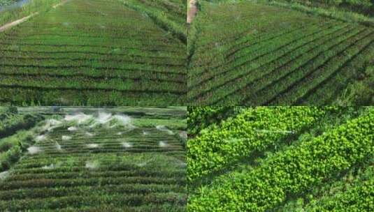 航拍树苗自动灌溉高清在线视频素材下载