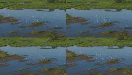 杭州市余杭区南湖苕溪生态环境白鹭栖息航拍高清在线视频素材下载