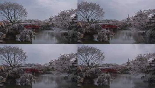 武汉东湖磨山樱花园延时高清在线视频素材下载