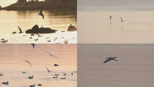 在海边飞行的海鸟高清在线视频素材下载