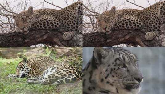 [合集]非洲荒野中白天豹子高清在线视频素材下载