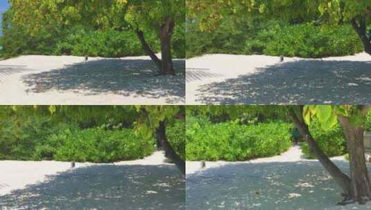 马尔代夫海边树荫与沙滩高清在线视频素材下载