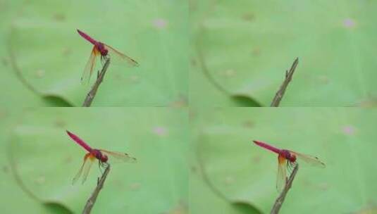 池塘里的蜻蜓高清在线视频素材下载