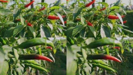 乡村振兴辣椒种植红色朝天椒特写高清在线视频素材下载